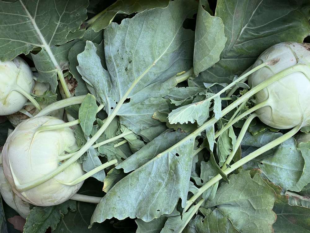 Kohlrabi - Green, Organic British