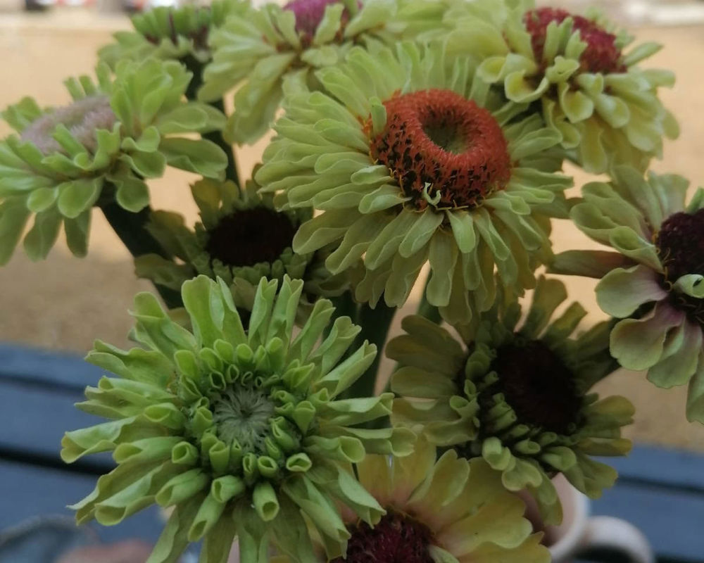 Organic Single Variety Bunch