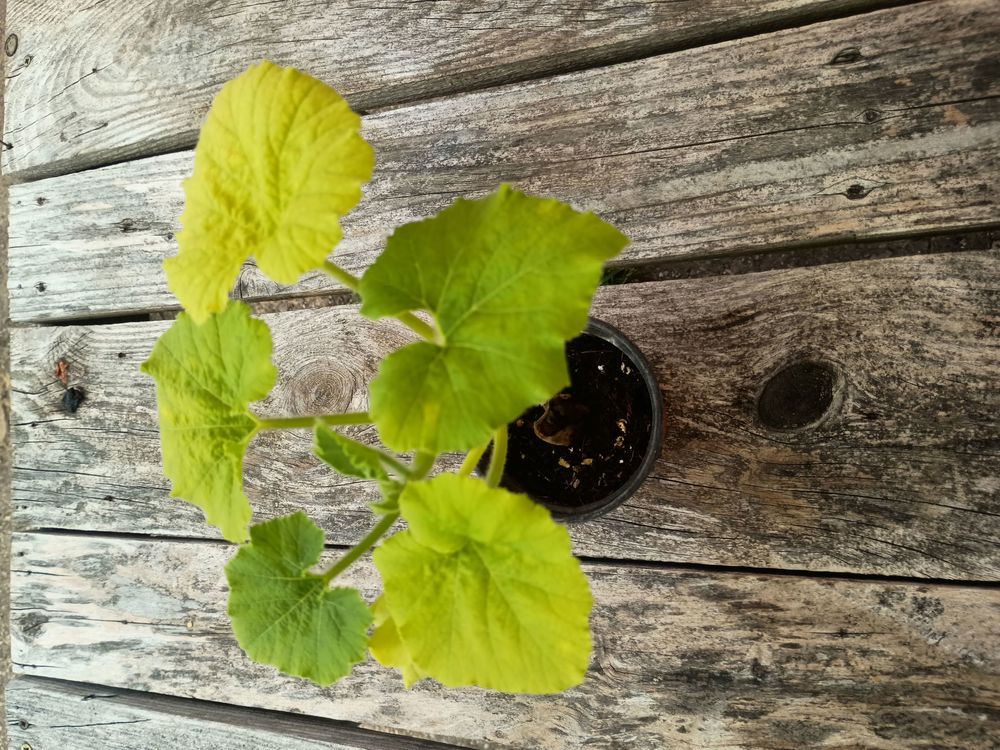 (Potted x1) Crown Prince Squash - Small (Own Grown)
