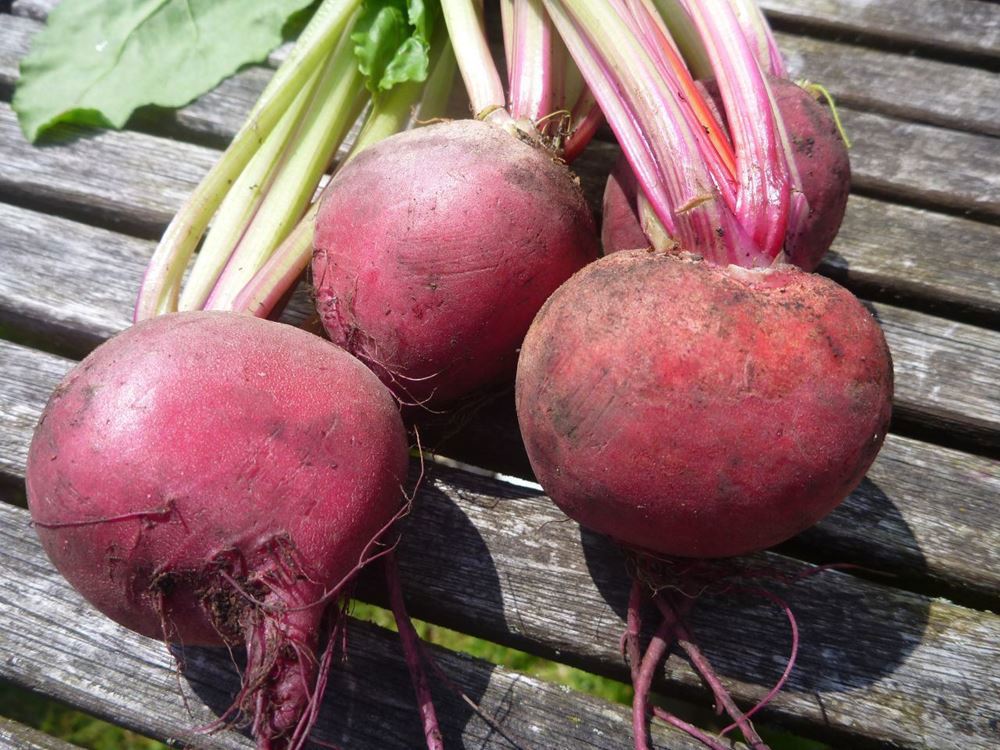 Candystripe beetroot, bunched