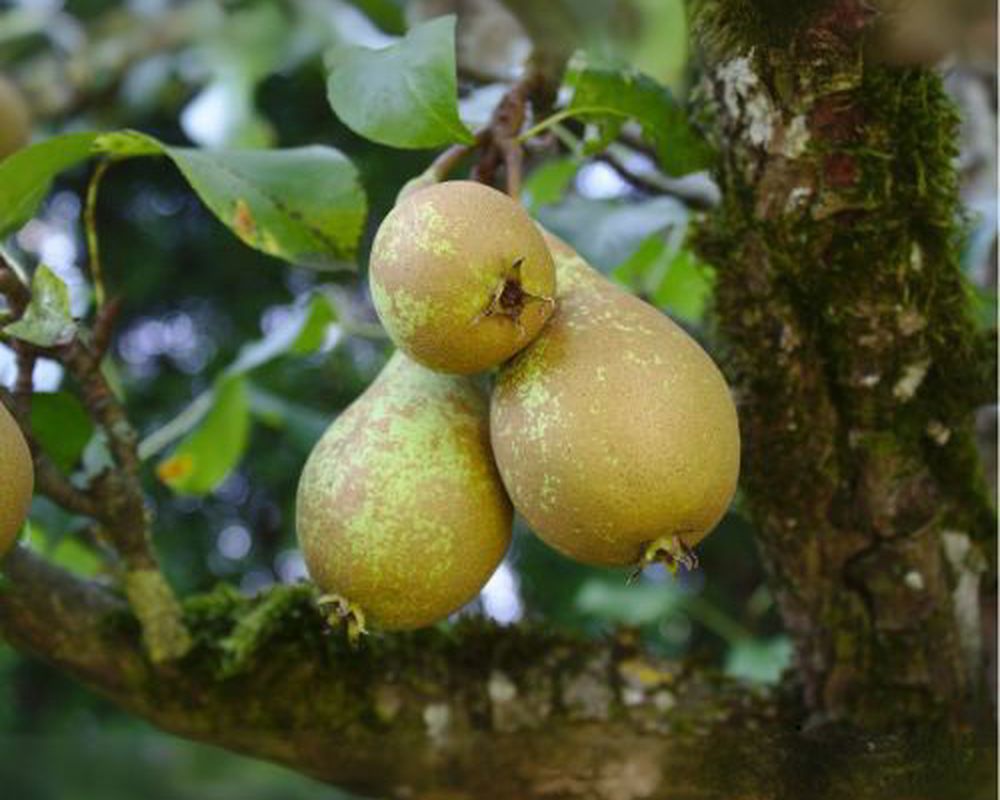 Pears