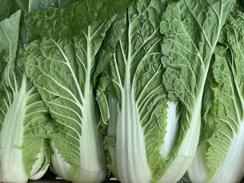 Chinese Cabbage