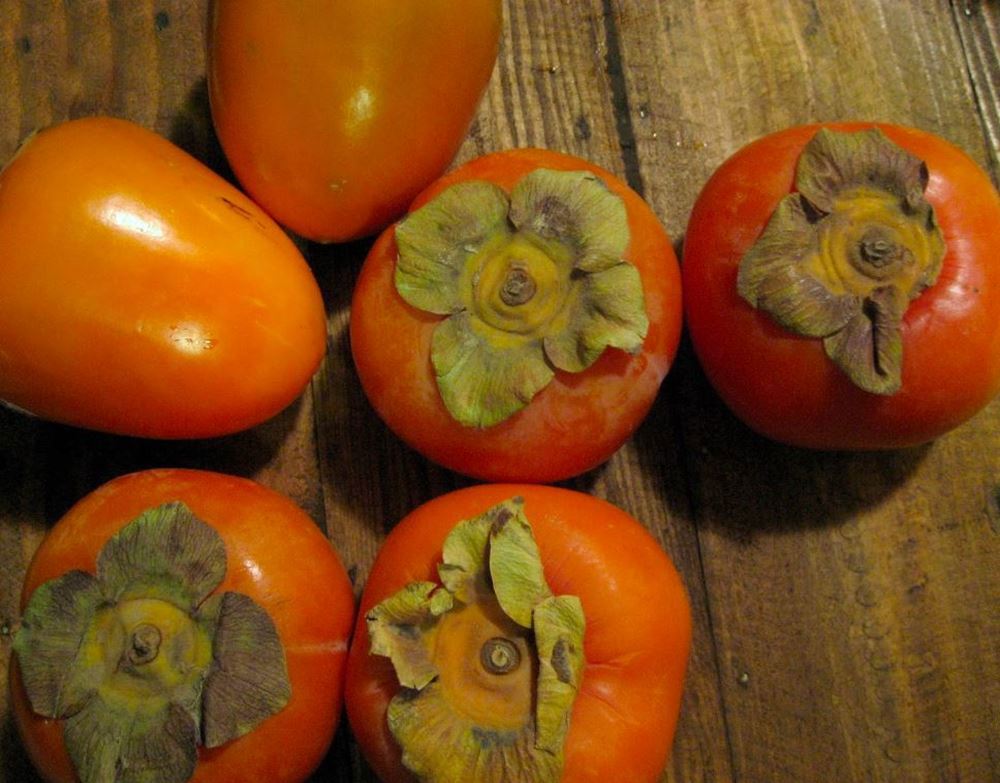 Persimmon Fruit