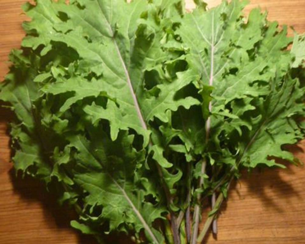 Kale, Red Russian - 240g