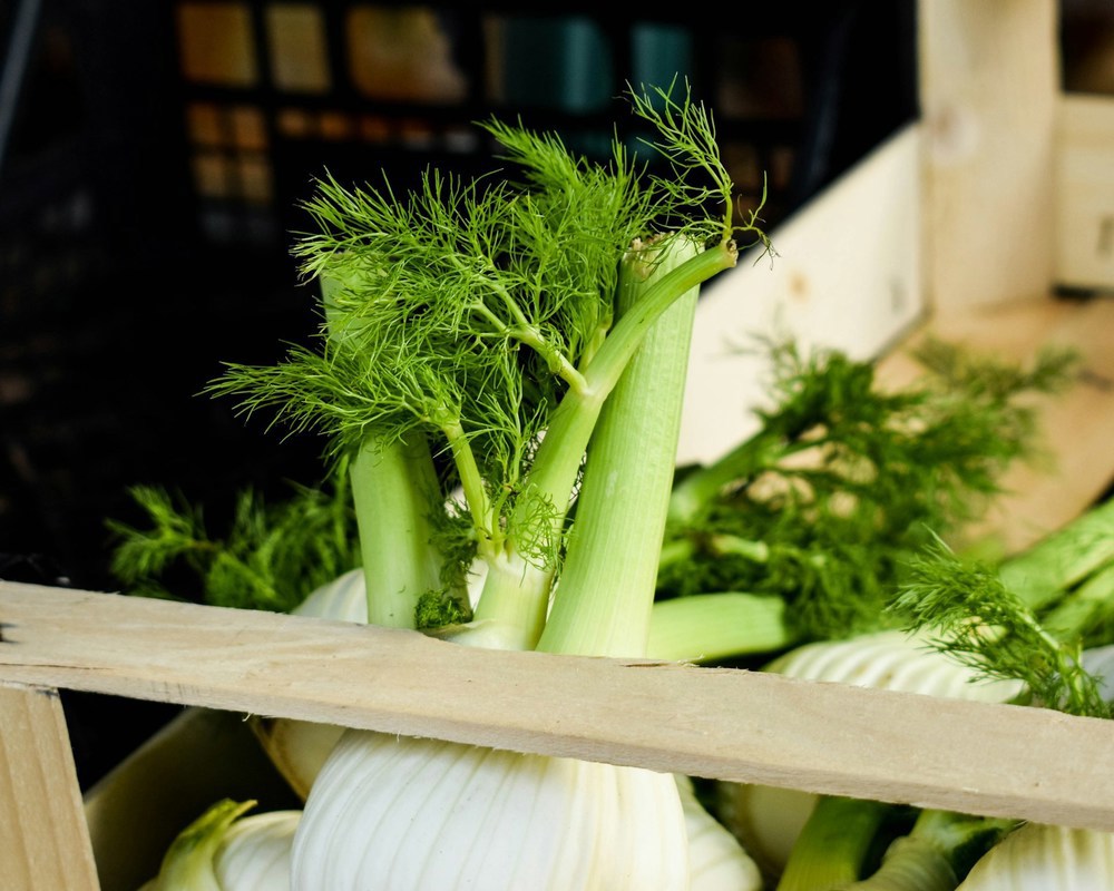 Organic Fennel