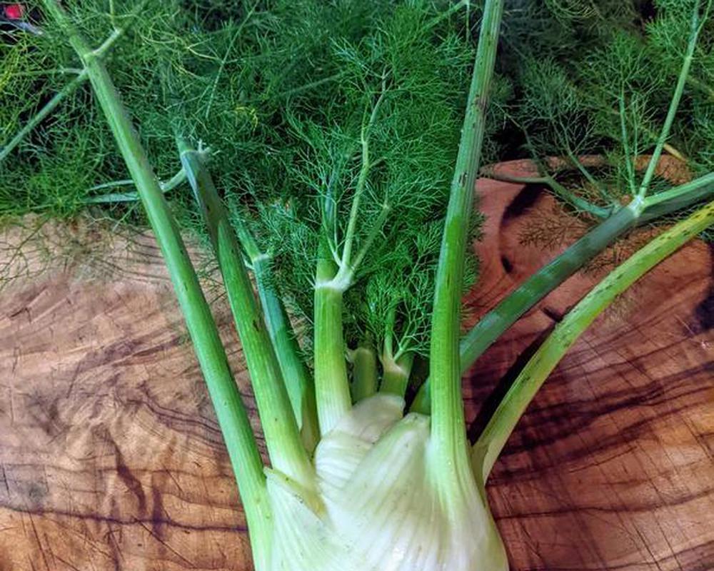 Organic Fennel