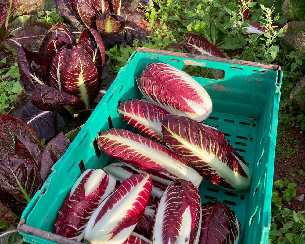 Chicory - Organic