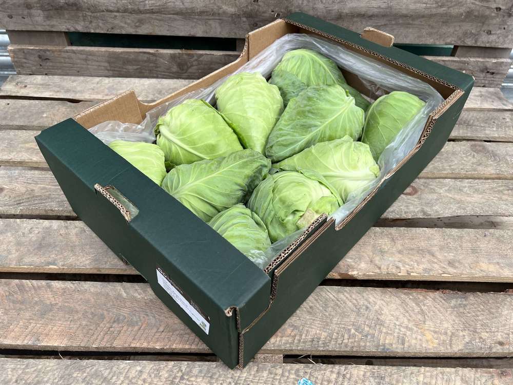 Organic Cabbage