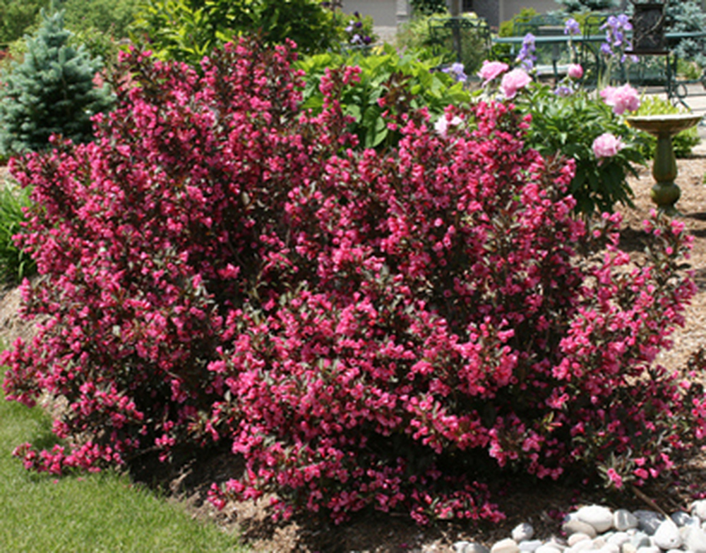Weigela - Various Varieties