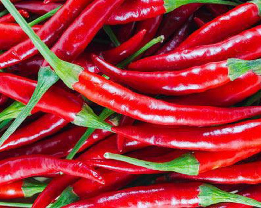 Chillies - Medium Heat Approx 100g