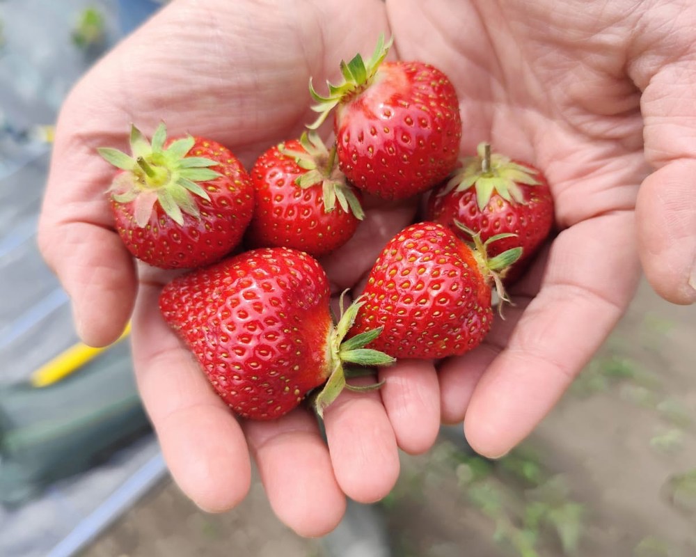 Strawberry Punnet 250g
