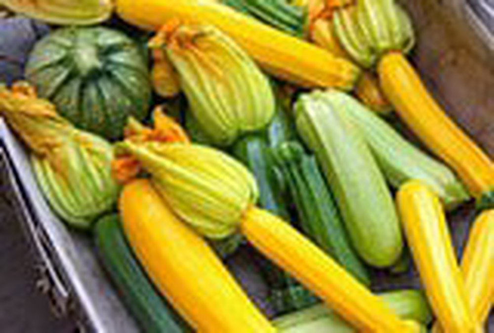 Courgette. Yellow