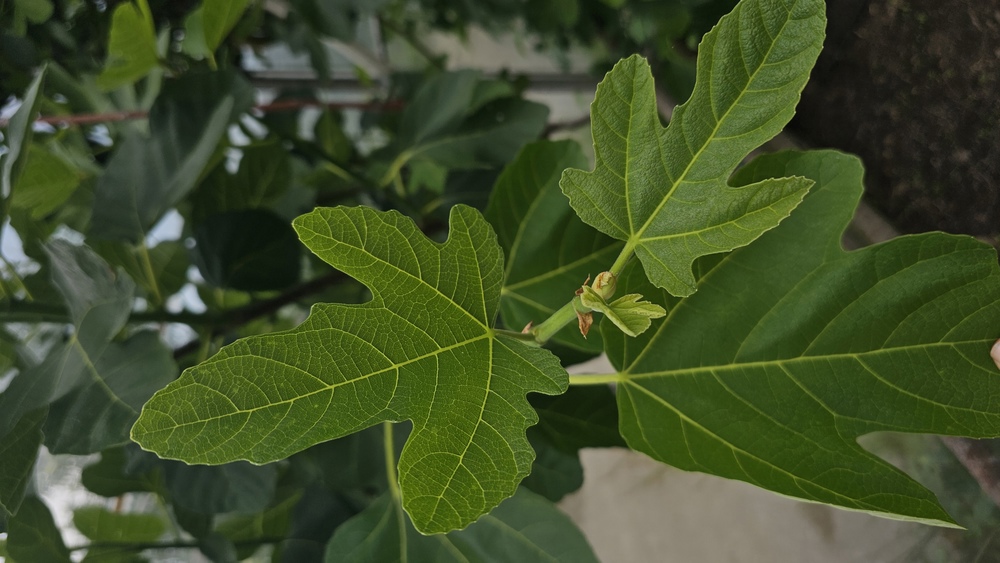 Fig Leaves - 5 Per Portion (Own Grown)