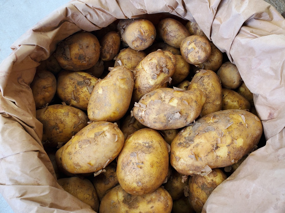 New potatoes - Nicola 5kg sack