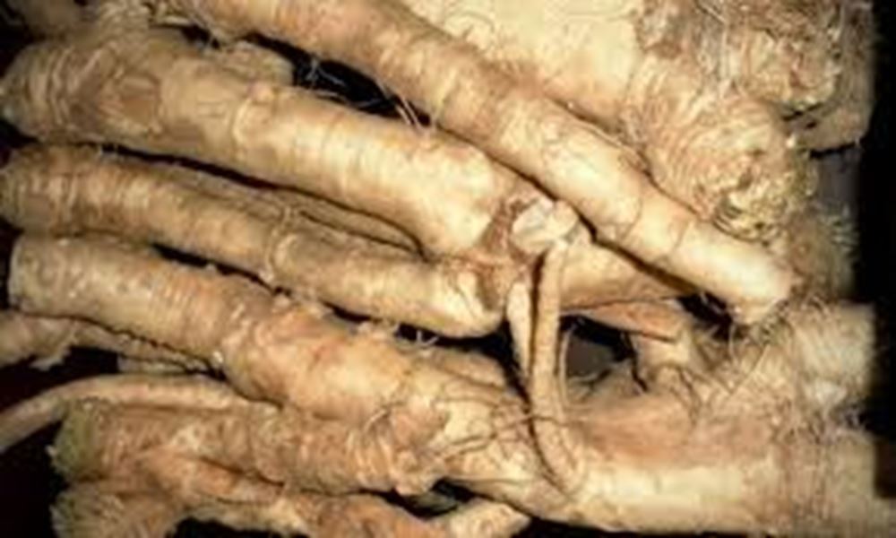 Horseradish Root - Bunched (Own Grown)