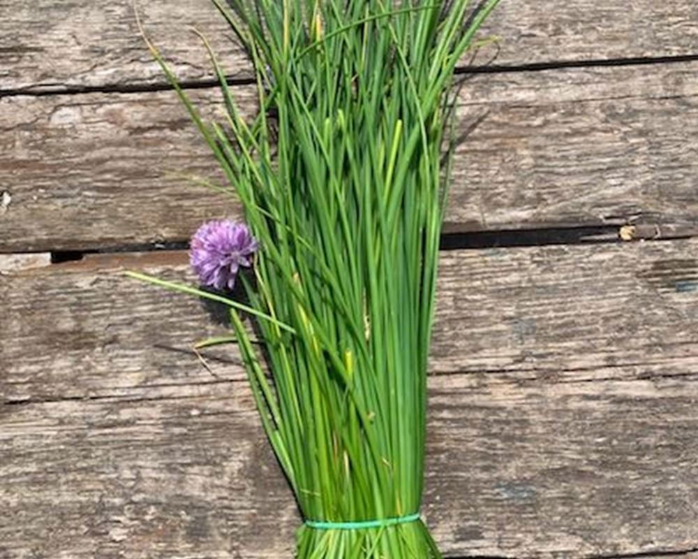 Chives - bunch