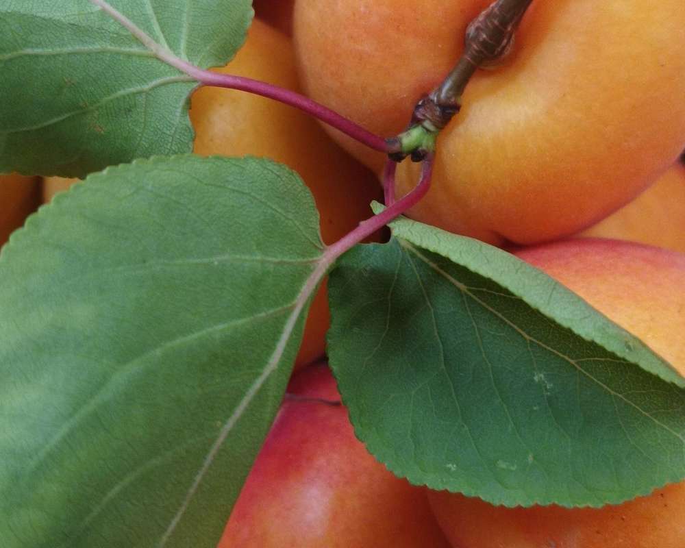 Organic Fresh Apricots (500g)