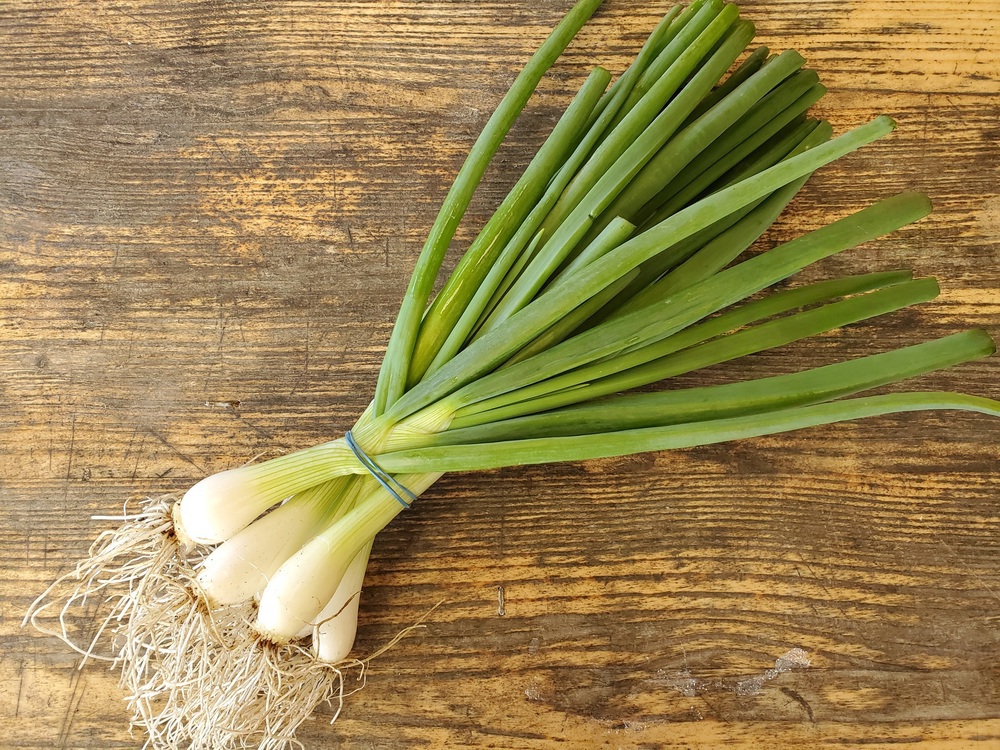 Onions - spring