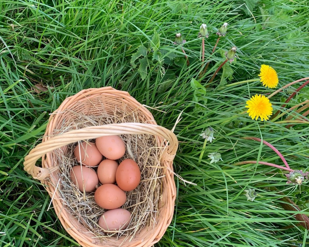 Lovebrook organic eggs