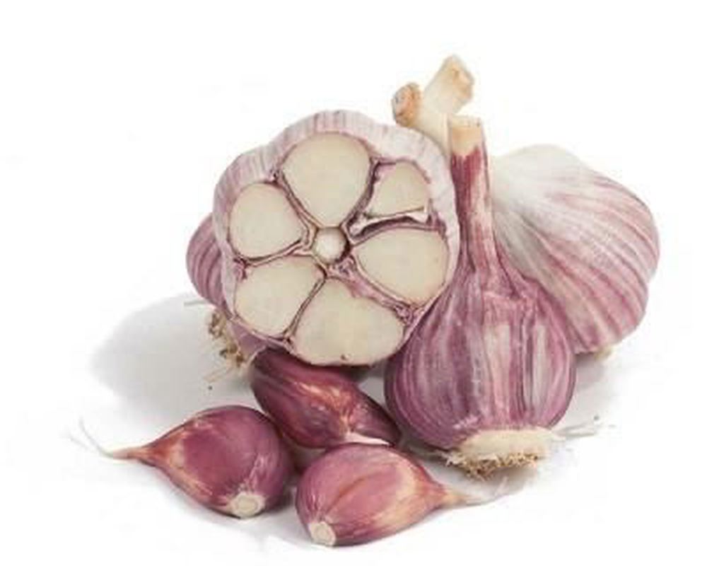 Garlic: Purple