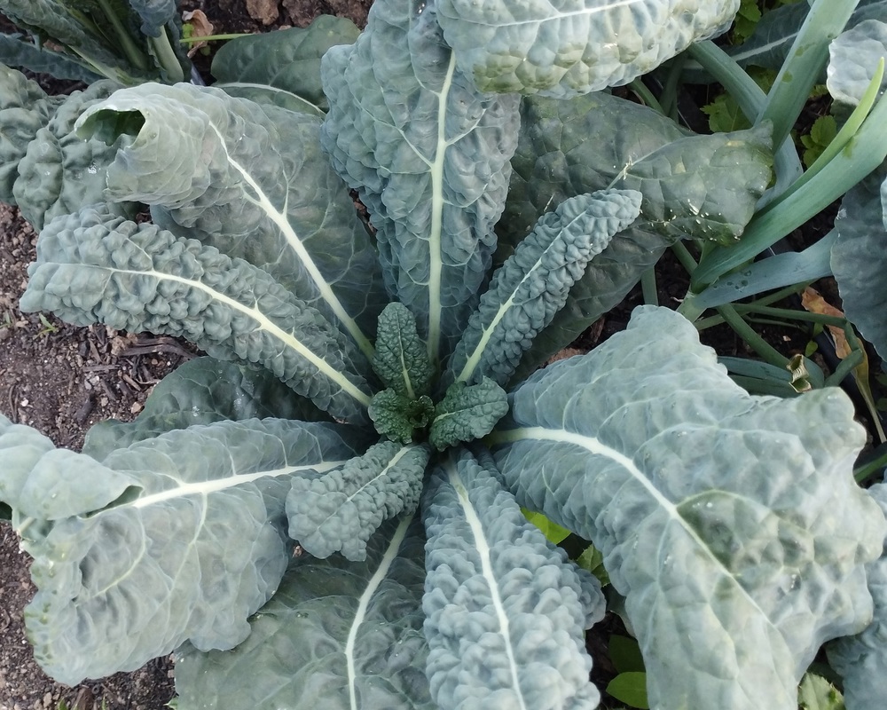 Cavolo Nero