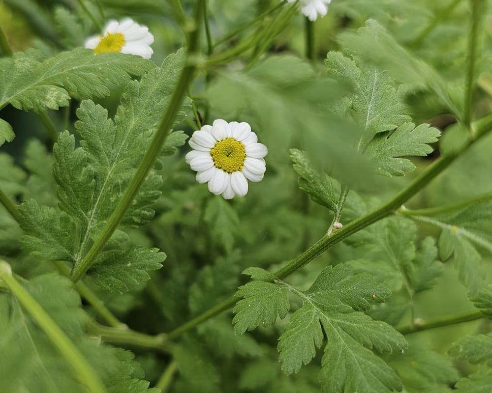 Feverfew 25g (Own Grown)