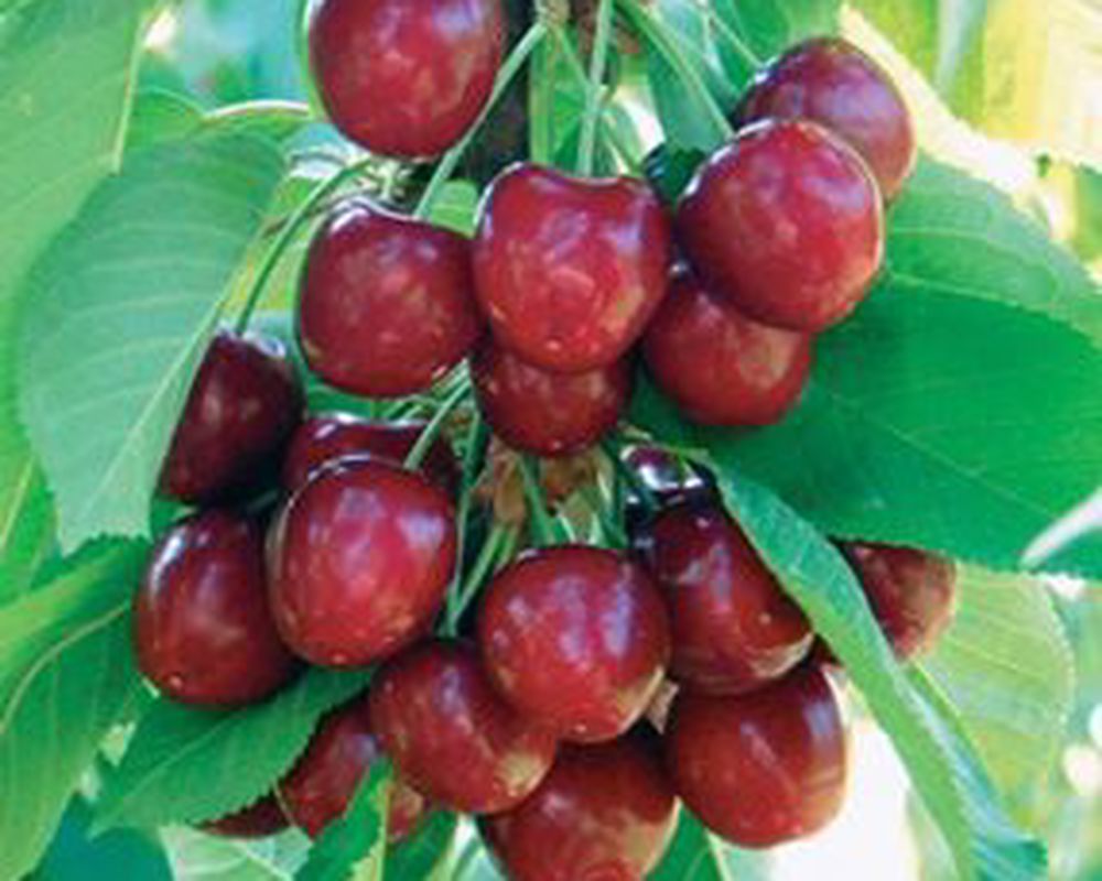 Benton Sweet Cherry Tree