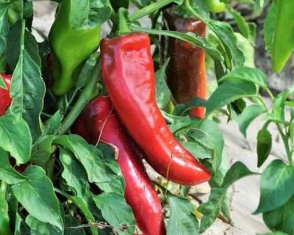 Pepper Plants - Corno di Toro Rosso