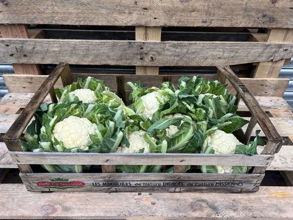 Cauliflower - British Organic