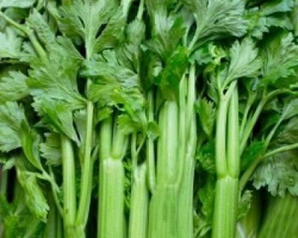 Celery - Organic