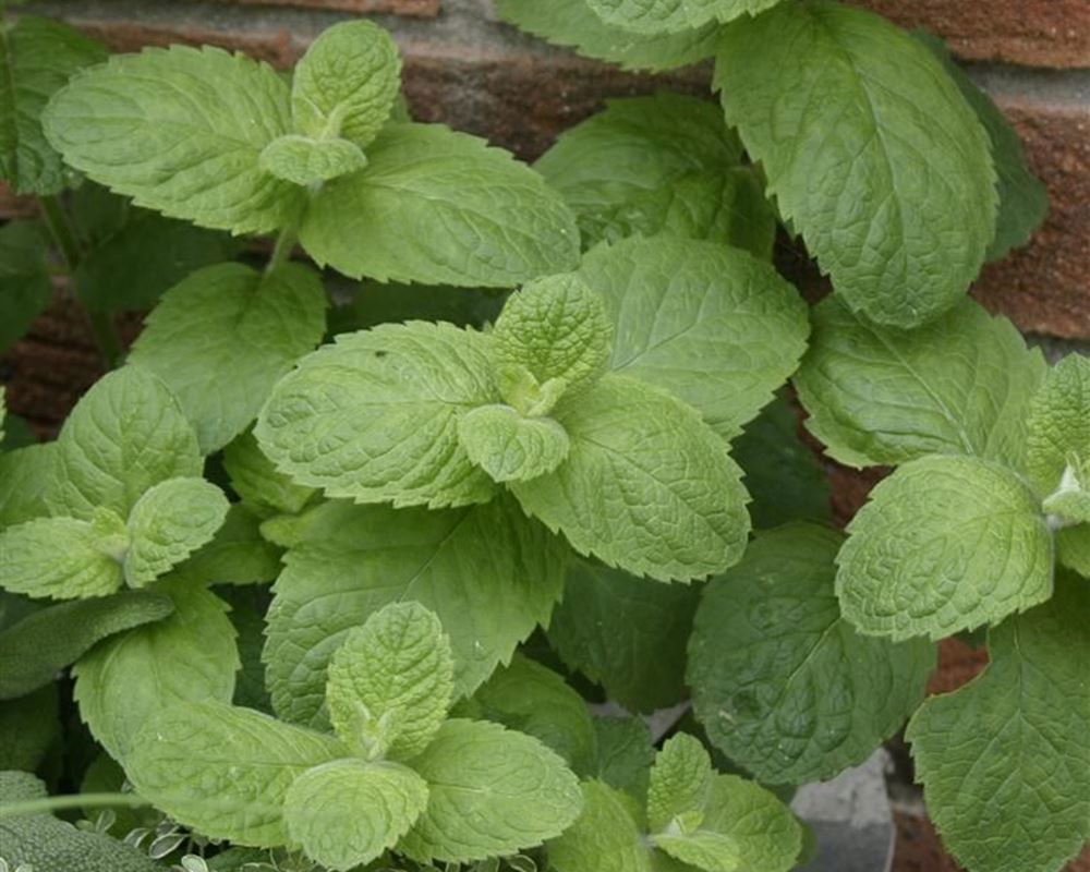Apple mint