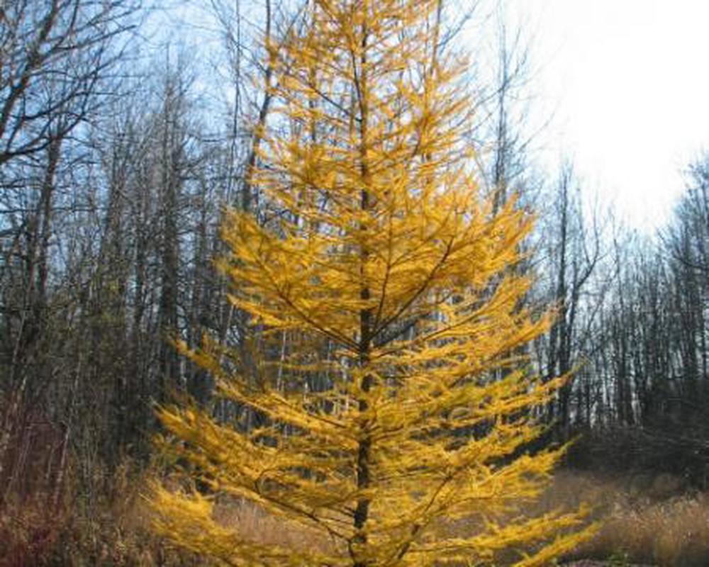 Larch/ Tammarck