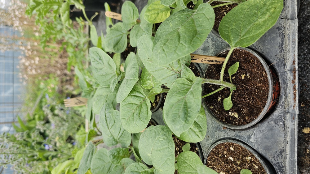 ( Potted x1) Cape gooseberry - small (Own Grown)