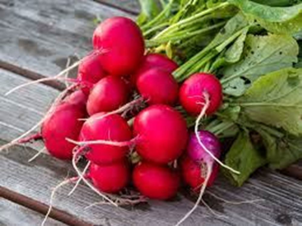 Radish Bunch EKG