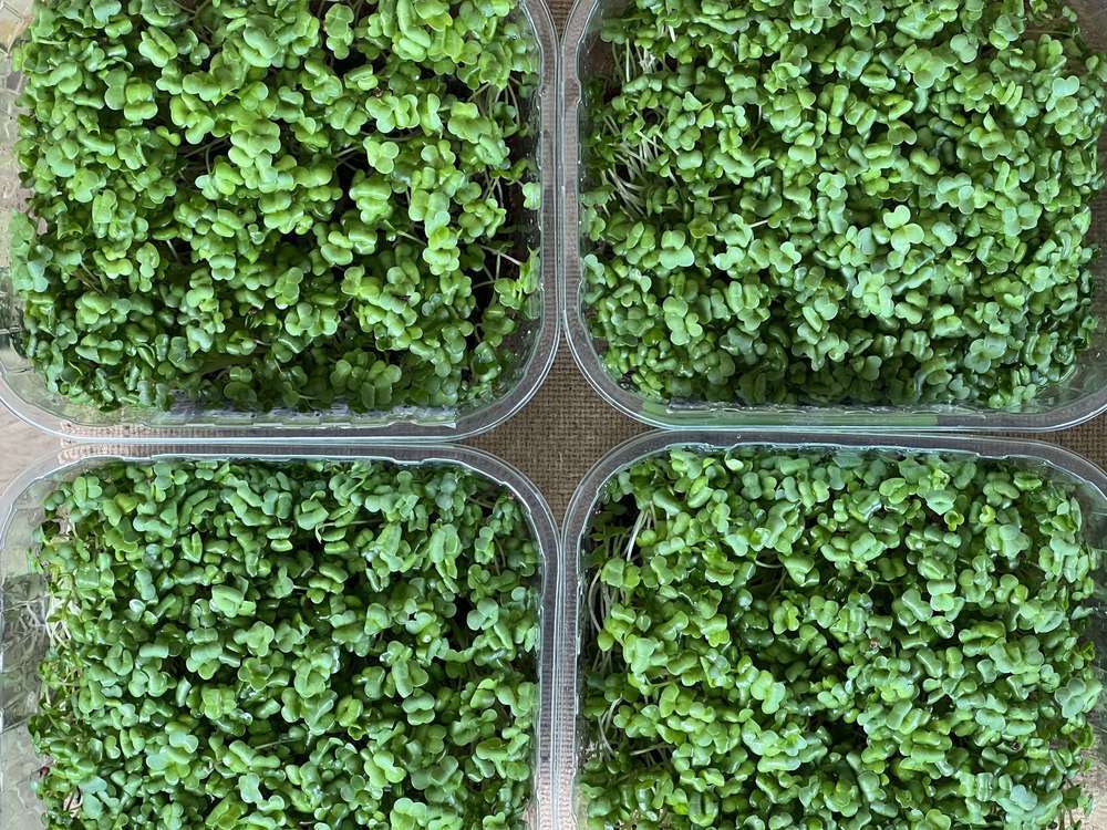 Microgreens - Alfalfa and Broccoli (Devon, UK)