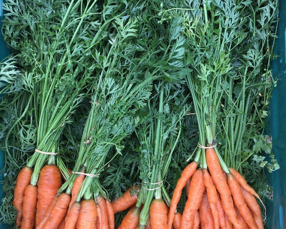 Bunched carrots