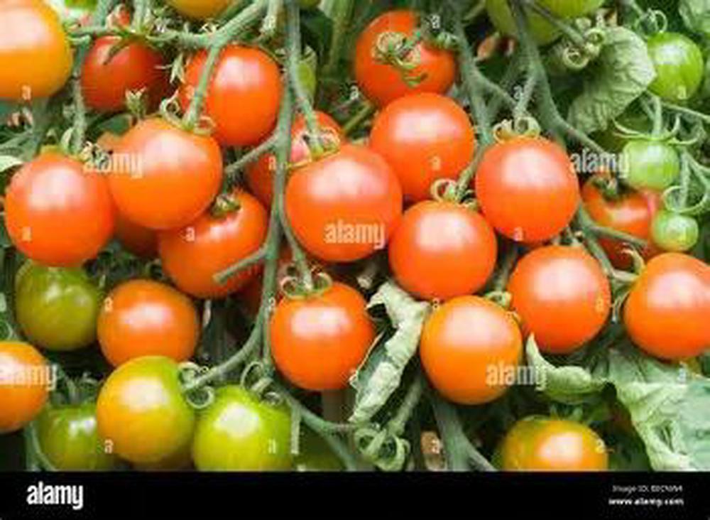Henbant Cherry Tomatoes 200g