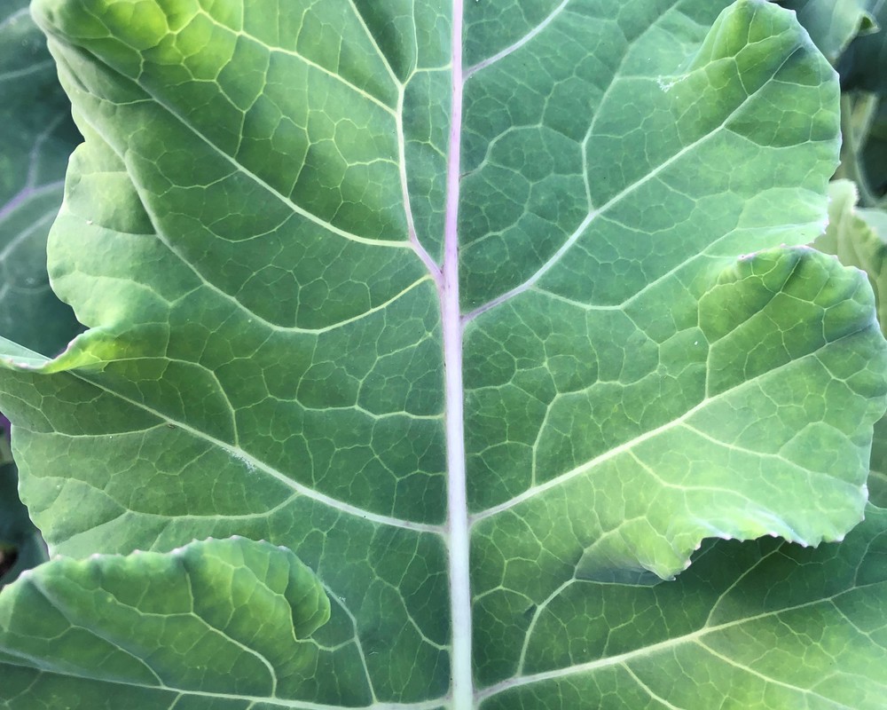 Collard Greens (Own Grown)