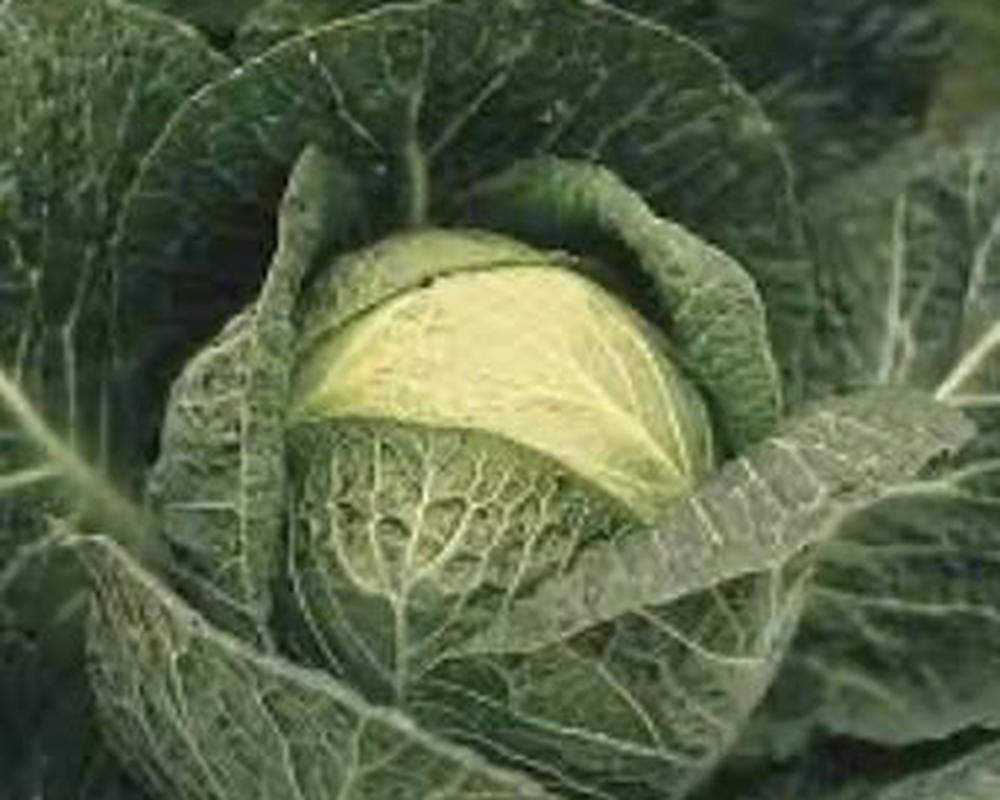 Cabbage, Pointed  🇪🇸