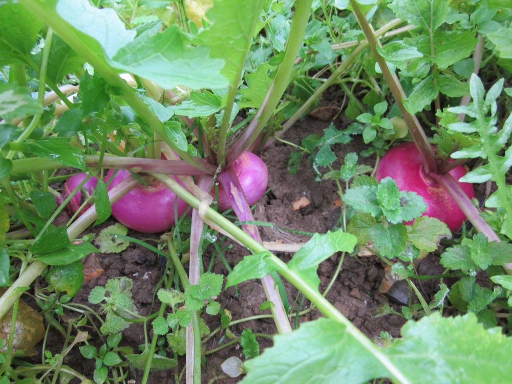 Turnips Bunched