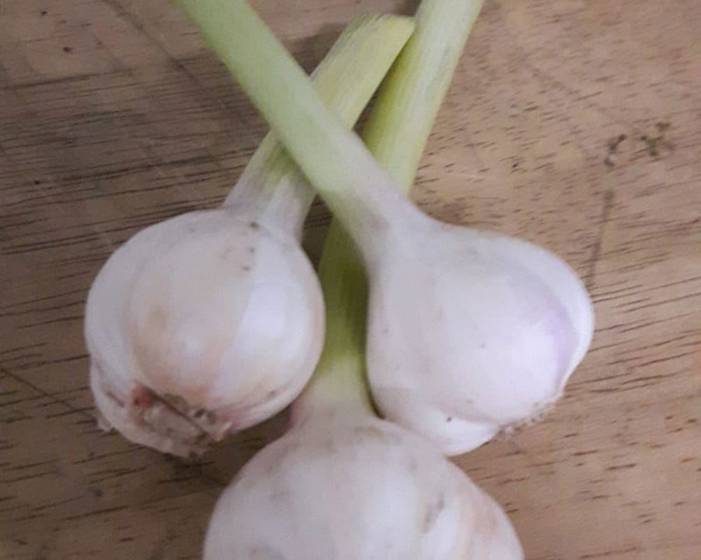 Garlic:Wet