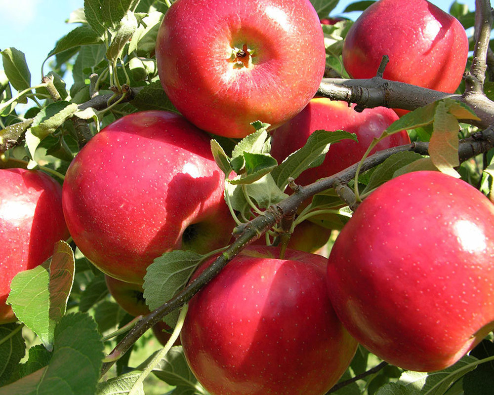 Crimson Crisp Apple Tree