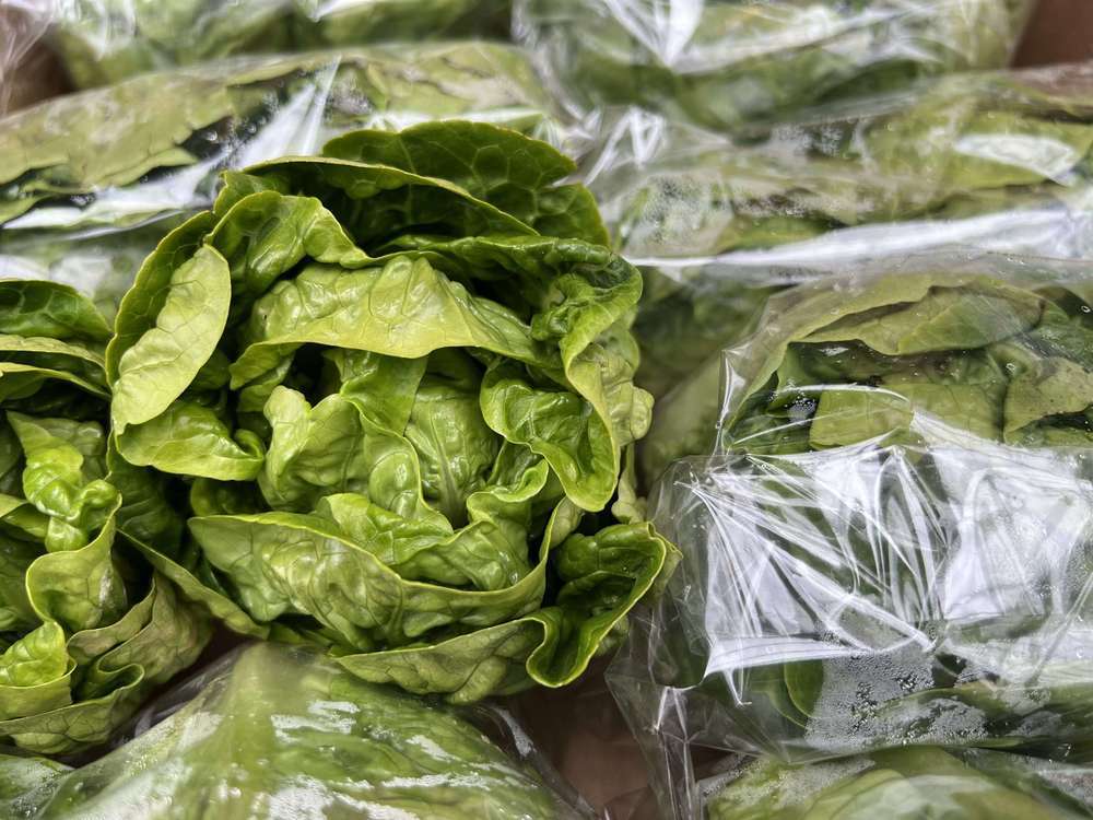 Gem Lettuce Pack of 2