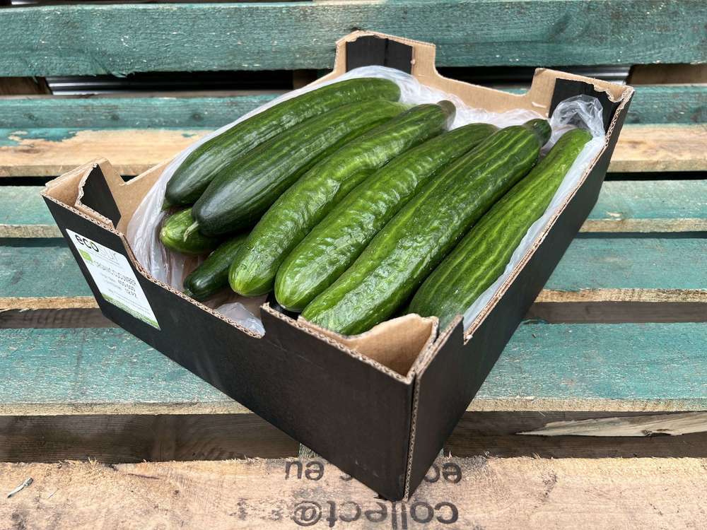 Organic Cucumber