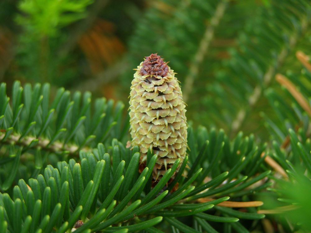 Christmas Tree Fraser Fir 3-4ft - Organic