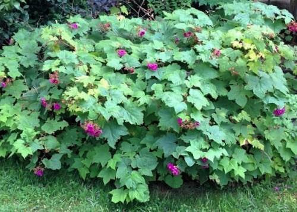 Raspberry - Rubus Odoratus