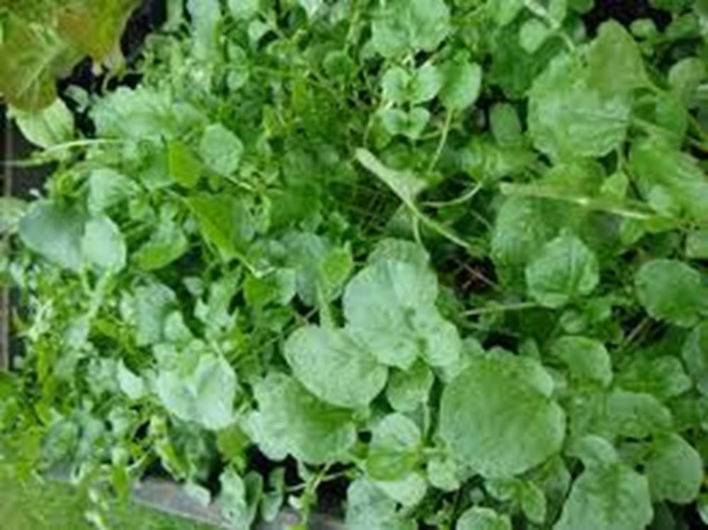 Watercress 100g (Own Grown)