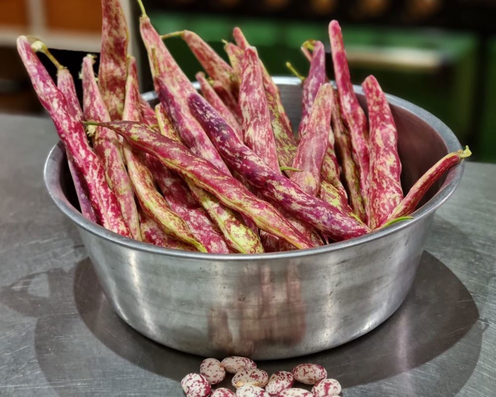 Beans Borlotti