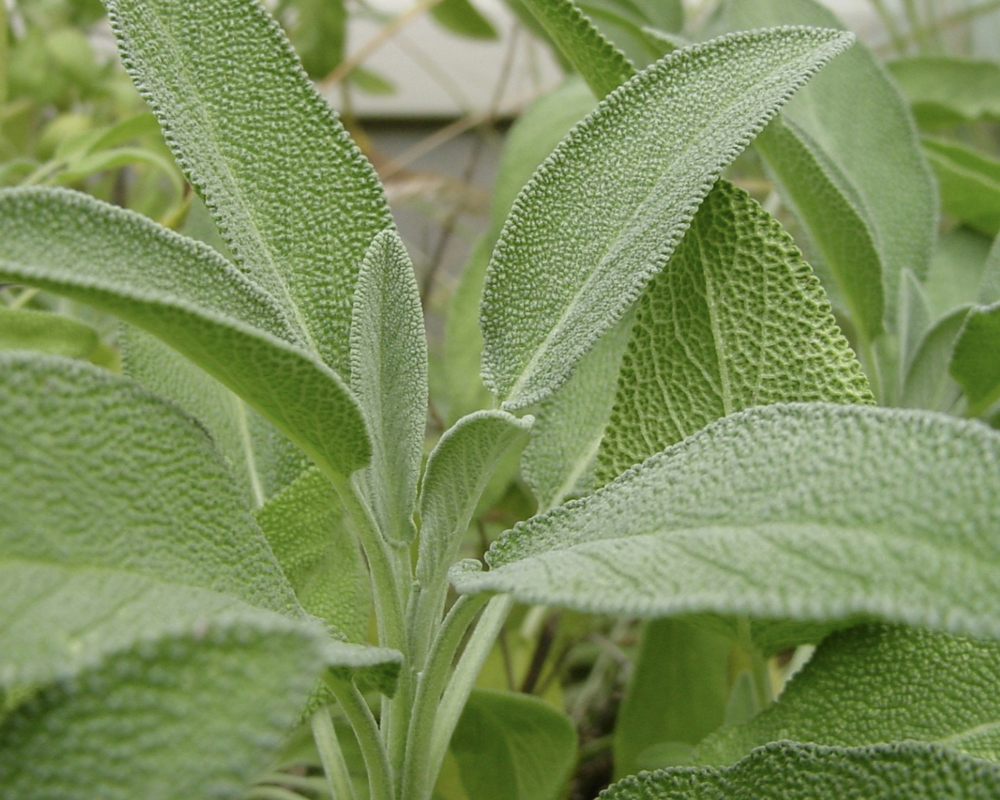 Herb - Sage Leaves LC