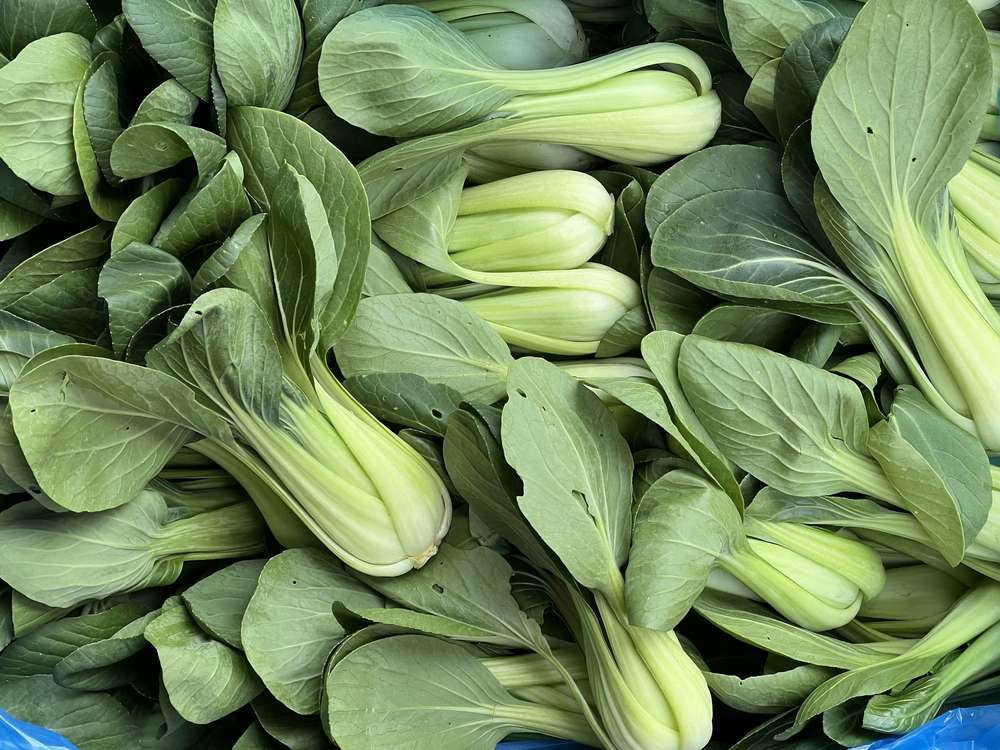 Organic Pak Choi